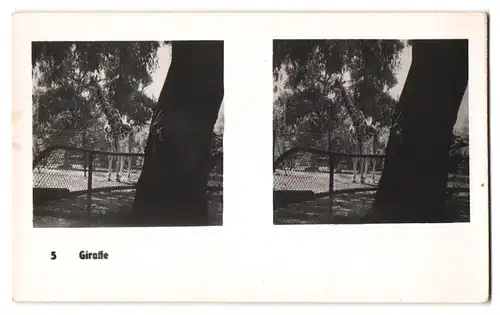 20 Stereo-Fotografien mit Stereobetrachter Omnia-Verlag Tiere Serie Aus dem Zoo