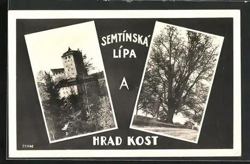 AK Libosovice, Burg Kost, alter Baum