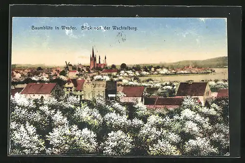 AK Werder / Havel, Blick von der Wachtelburg zur Baumblüte