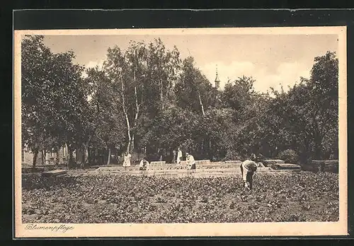 AK Lülsfeld, Kloster Maria Schnee, Haushaltungsschule, Blumenpflege