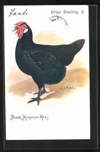 Künstler-AK Prize Poultry, Black Minorca Hen, Huhn