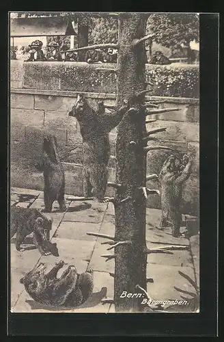 AK Berne, Fosse aux Ours, Bärengraben