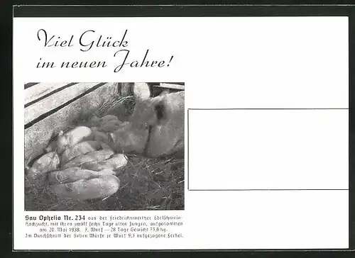 AK Friedrichswerth, Schwein Ophelia mit Ferkeln