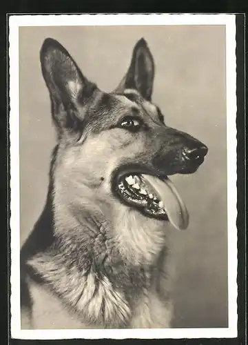AK Schäferhund mit rausgestreckter Zunge