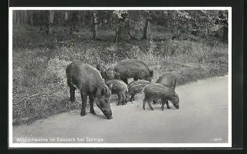 AK Wildschweine im Saupark bei Springe