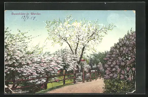 AK Werder, Baumblüte