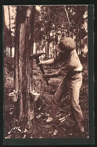 AK Capbreton, la saignée de ö'arbre d'or, Holzfäller am Baum