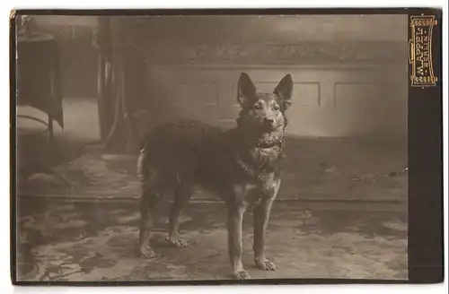 Fotografie M. Appel, Berlin, Portrait treu schauender Hund posiert im Atelier