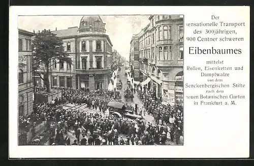 AK Frankfurt-Westend, Transport des Eibenbaumes nach dem neuen Botanischen Garten