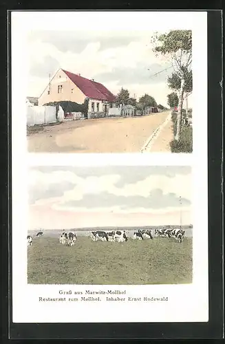 AK Marwitz-Mollhof, Restaurant zum Mollhof, Grasende Kühe