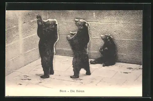 AK Bern, Die drei Bären