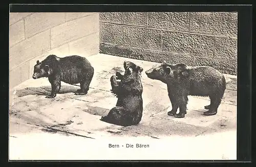 AK Bern, Die Bären im Bärengraben