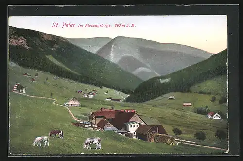 AK St. Peter im Riesengebirge, Totalansicht mit weidenden Kühen