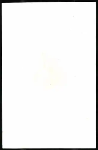 Lithographie Buffon, Sculp.: Sichling, 12 x 16cm