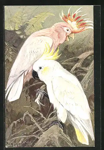 Künstler-AK Zwei Kakadus im Geäst eines Baumes