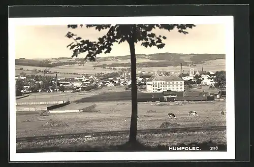 AK Humpolec, Kühe auf der Weide am Stadtrand