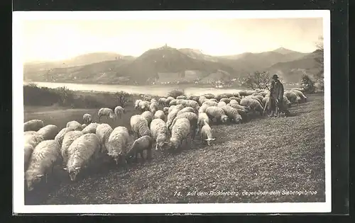 AK Schafe auf dem Rodderberg