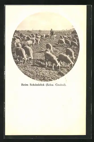 AK Hirte mit weidenden Schafen