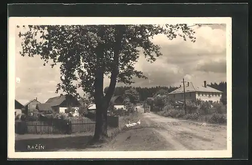 AK Racín, Gänse auf dem Feldweg ins Dorf