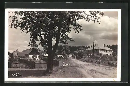 AK Racín, Strassenpartie mit Gänsen