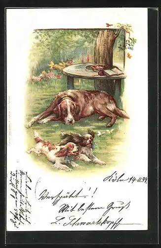 AK Hundemutter liegt im Garten und betrachtet den übermütigen Nachwuchs