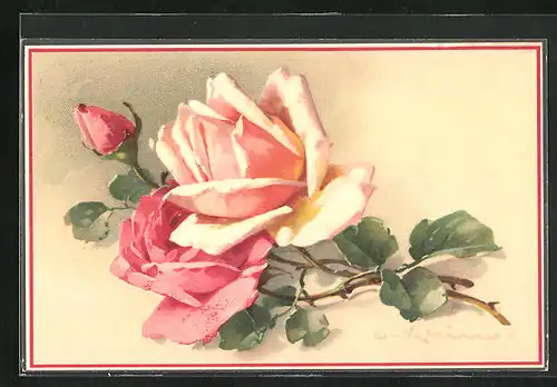 Künstler-AK Catharina Klein: hübsche blühende Rosen