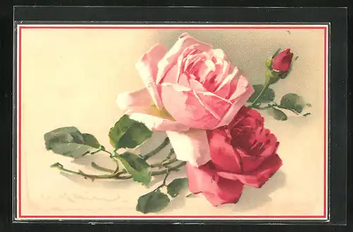 Künstler-AK Catharina Klein: rosa blühende Rosen, offen und Knospe