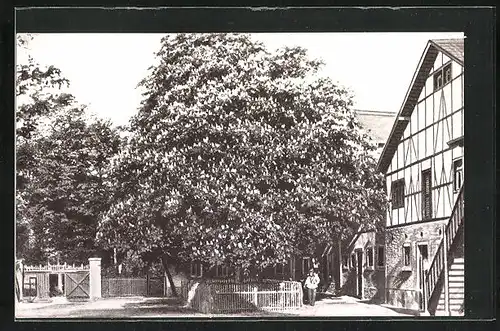 AK Elbisbach, Haus- und landwirtschaftliche Frauenschule Arvedshof, Kastanie auf dem Gutshof