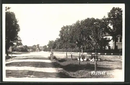 Foto-AK Restoky, Strassenpartie mit Gänsen