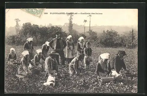 AK Plougastel-Daoulas, Cueillette des fraises, Erdbeerernte