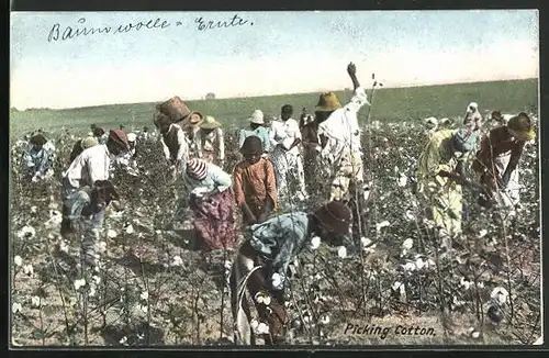 AK Picking Cotton, Baumwollpflücker bei der Arbeit, Landwirtschaft