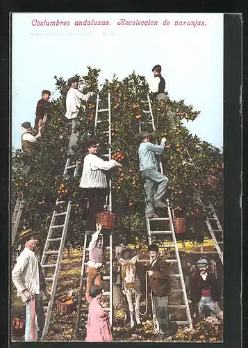 AK Landwirtschaftliche Arbeit am Orangenbaum, Ernte