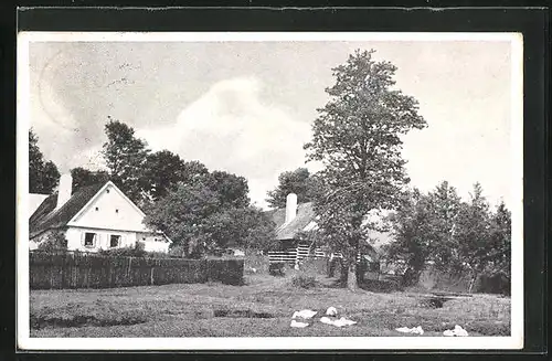 AK Svratouch, Gehöfte und grasende Gänse