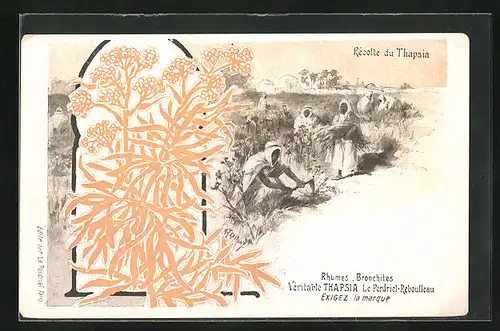 AK Récolte du Thapsia, Männder bei der Ernte, Heilpflanze, Medikament
