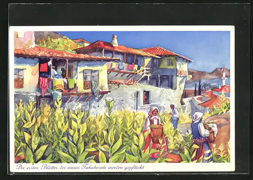 Künstler-AK Melnik /Bulgarien, Die ersten Blätter der neuenTabakernte werden gepflückt