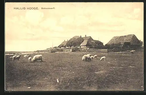 AK Hallig Hooge, Bakkenswerft mit Schafen