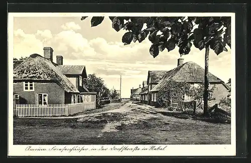 AK Nebel /Amrum, Friesenhäuser in der Dorfstrasse