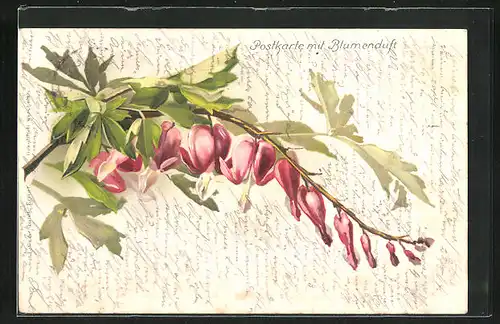 Duft-AK Tränendes Herz hübsch blühend am Stiel, Blumenduft