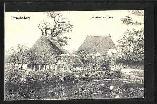 AK Israelsdorf, alte Eiche mit Teich