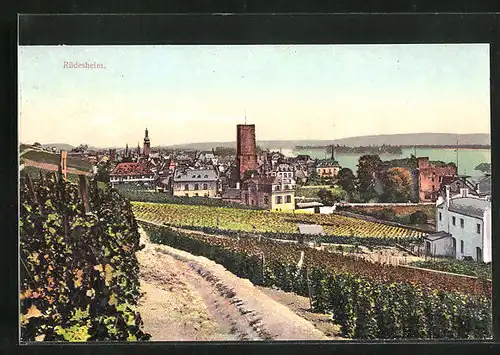 AK Rüdesheim, Ortsansicht, Blick über die Reben