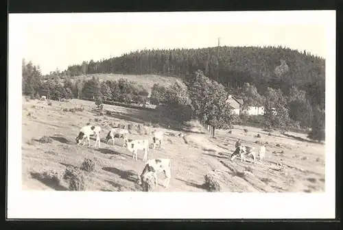 AK Odolenka na Svatoboru /Sumava, Weidende Kühe mit Böhmer Wald