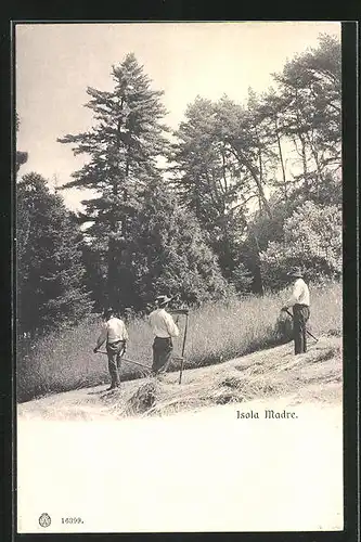 AK Isola Madre, Bauern bei der Feldarbeit