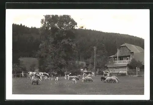 AK Velke Karlovice, Ortspartie mit weidenden Kühen