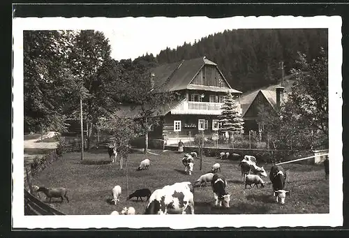 AK Velke Karlovice, Ortspartie mit Bauernhaus und weidenden Kühen