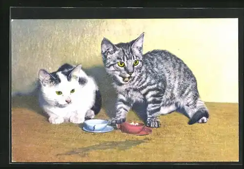 AK Kleine Kätzchen am Futternapf