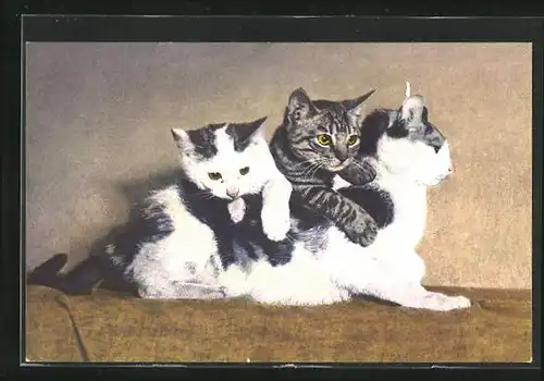 AK Katzenkinder auf dem Rücken ihrer Mutter