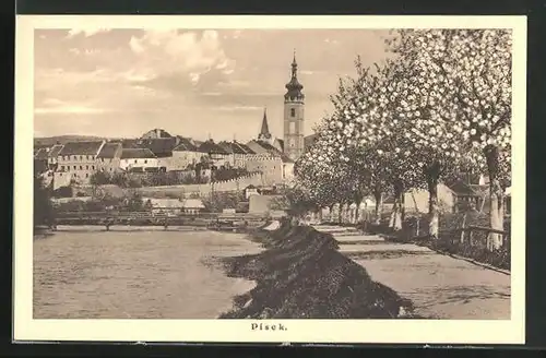 AK Pisek, Blühende Bäume am Weg mit Blick zum Ort