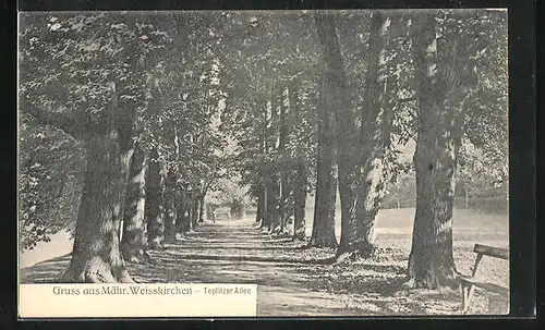 AK Mähr. Weisskirchen, Blick in die Teplitzer Allee