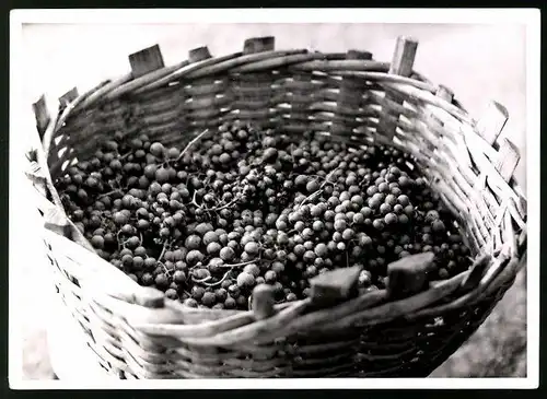 Fotografie Gerhard Riebicke, Berlin-Wilmersdorf, Weinlese, Erntekorb voller Weintrauben