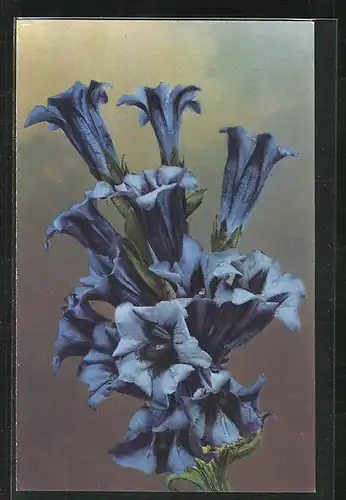 Künstler-AK Photochromie Nr. 1366: Blaue Blüten mit Blattgrün
